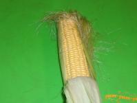 Как и сколько варить кукурузу в початках в кастрюле?