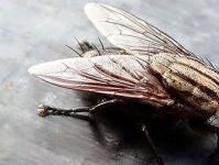 К чему снятся мухи во сне женщине — сонник мухи